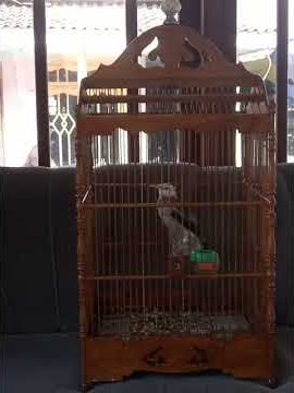 Jalak Hybrid gacor(suren x pito)