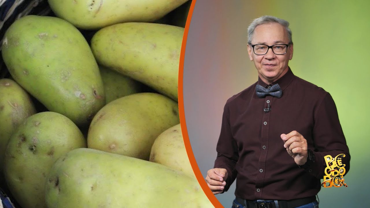 Всё обо всём. Соланин в картошке. Выпуск от 24.05.24