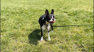 Happy Father’s Day! Boston Terrier at the Park With Dad by Poppy the Boston Terrier  830 views 10 months ago 3 minutes, 44 seconds