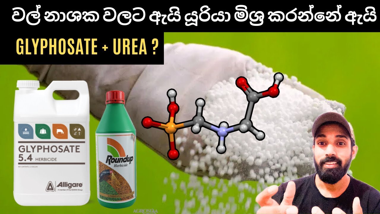ගොවියෝ ගලයිෆොසේට් සමග යූරියා මිශ්‍ර කරන ඇත්තම හේතුව.