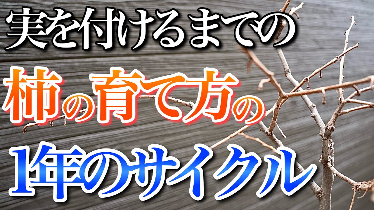 実を付けるまでの柿の育て方の1年のサイクルを教えます