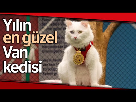 Yılın En Güzel Van Kedisi ‘Mia’ İlgi Odağı