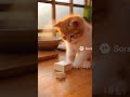 🐾 Baby Cat Making Tofu for the First Time 😸