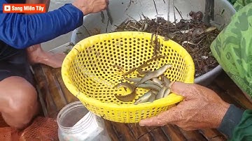 Kéo Lưới Cá Trạch Nghề Dễ Kiếm Tiền Triệu Mùa Nước Nổi,@SangMienTay-re2np