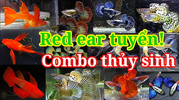 Guppy cá 7 màu #144: Red ear tuyển combo thủy sinh AB HB red rose rồng vàng Dumbo Koi 