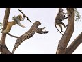 怒ったヒヒの群れが赤ちゃんを守るために木の上のヒョウと戦った