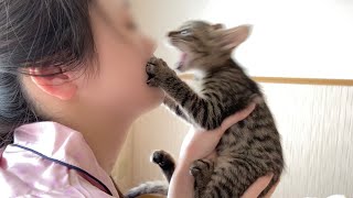 子猫にチューしたら本気で怒られました【保護猫】