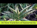16 New Kinds of Sansevieria Snake Plants