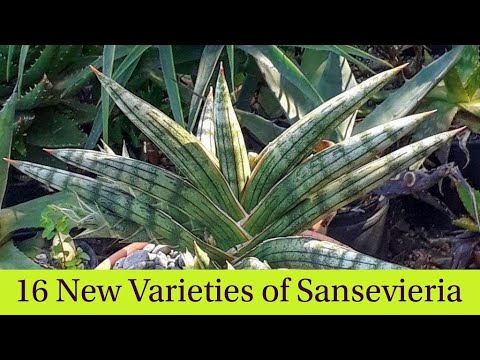 Video: Soorten Sansevieria (62 Foto's): Kenmerken Van De Variëteiten 