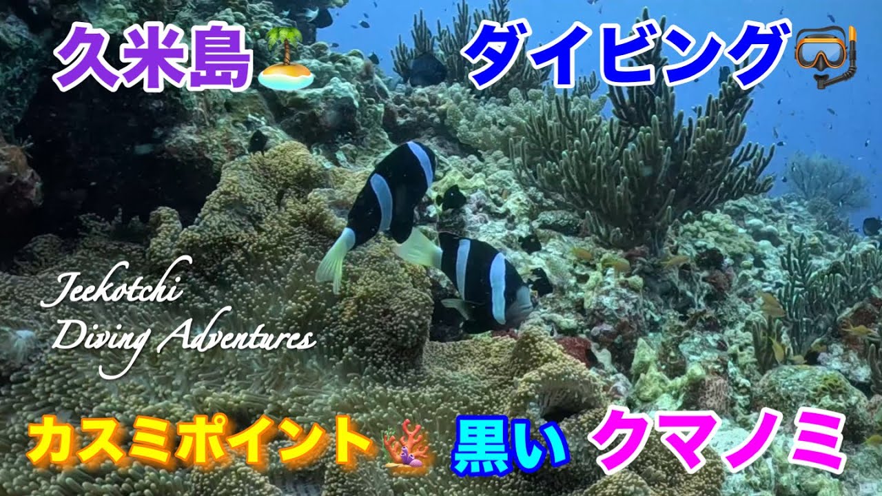 久米島🏝ダイビング🤿カスミポイント🪸黒いクマノミ😆👍2026年6月