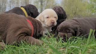 DJ Labradors ~ Maggie's Puppies outside!