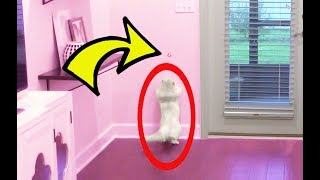 PRANKING CLOUD WITH A LASER POINTER!!!