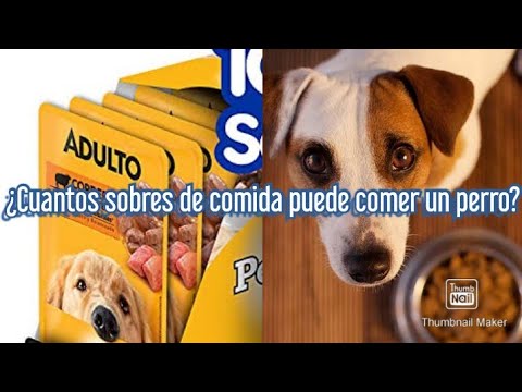 Video: ¿Se debe servir kibble seco mojado para perros?