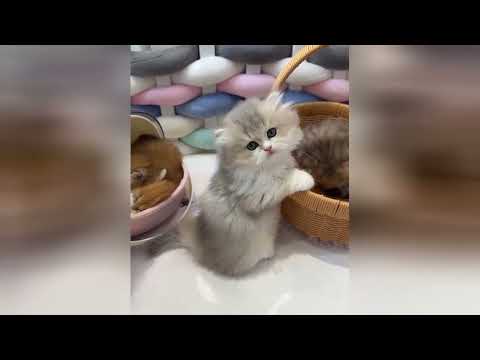 Cute kittens playing together to make you feel good