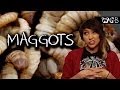 Weird animals | Maggots are Weird, Gross and Beautiful | Video tube