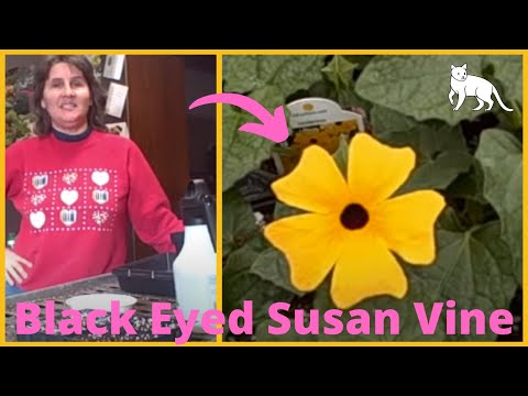 How To Grow Thunbergia, Black Eyed Susan Vines From Seed - Seed Starting Indoors