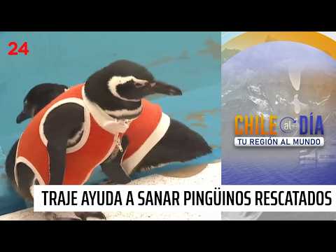 "Copper body": the suit helping to rehabilitate penguins | 24 Horas TVN Chile