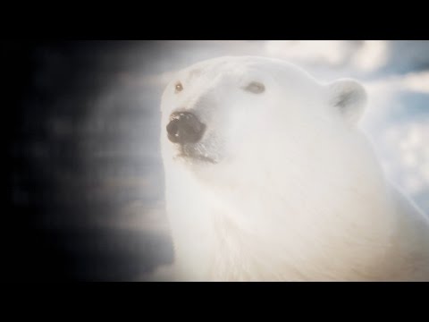 Video: Bigfoot Is Related To The Ancient Polar Bear - Alternative View