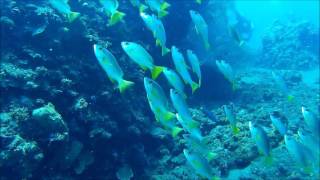20170429 Bali Tulamben Batu Kelebit,The Drop off,The River