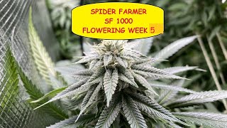 NEW Spider Farmer SF1000 - Delhi Dog Strain Flowering Week 5 - Update 5