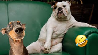 Try Not To Laugh Cats And Dogs Videos 😀 - Best Funniest Animals Video 2024 #1