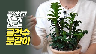 풍성하고 예쁘게 만드는 보석 금전수 분갈이 - 식물 키우기- 홈가드닝 아파트정원 HomeGardening #zzplant #금전수