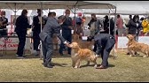 ３ ゴールデンレトリバー牝ベテランクラス Fci近畿インターナショナルドッグショー 22 5 8 福井県芝政ワールド特設会場 コハク Youtube