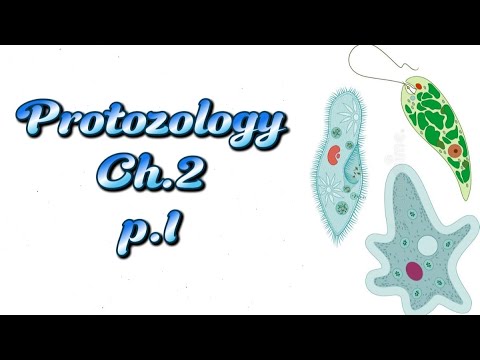 شرح الأوليات الحيوانية   2  1 