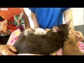 Shih tzu puppy adopted by siamese cat mother