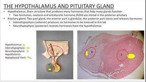 2402 Lab Endocrine Hypothalamus and Pituitary