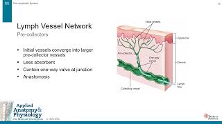 AAP Lecture Chapter 11+The+Lymphatic+System screenshot 4