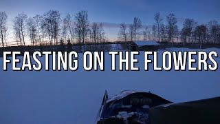 Red Hot Chili Peppers - Feasting on the Flowers (Lyrics)