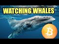 Bitcoin: whales positions – this indicator predicted the rises and drops, great precision.