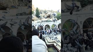 Di̇lek Di̇ledi̇ Kuşlara Yem Atti