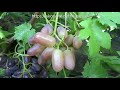 Ранние сорта винограда 2019. Принцесса Диана