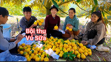 Một Ngày Đi Hái Vú Sữa Hoàng Kim / Bội Thu Khi Hái Vú Sữa 