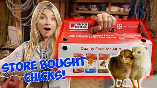 I Bought CHICKS From the Feed Store! NEW PETS *Cute Baby Animals*