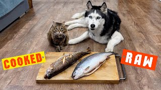 Raw Or Сooked? What Kind of Fish Will My Dogs And Cats choose?