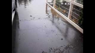 Yarrawonga Floods March 2012 119.AVI