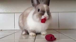 Bunny Eating Raspberries!