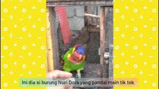 Cara melatih burung Nuri Dora || Burung Nuri Dora pandai bersiul.