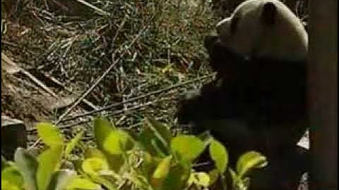 pandas health and safety after china