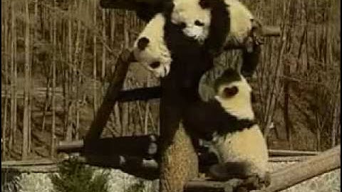 pandas health and safety after china