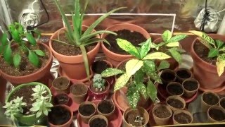 Lighthouse Hydro 180w Blackstar LED test-Week 1