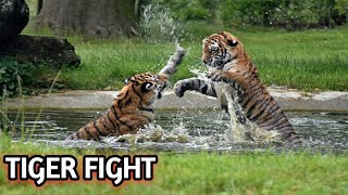 100 Craziest Animal Fights of All Time 2023|#animals fight#fight