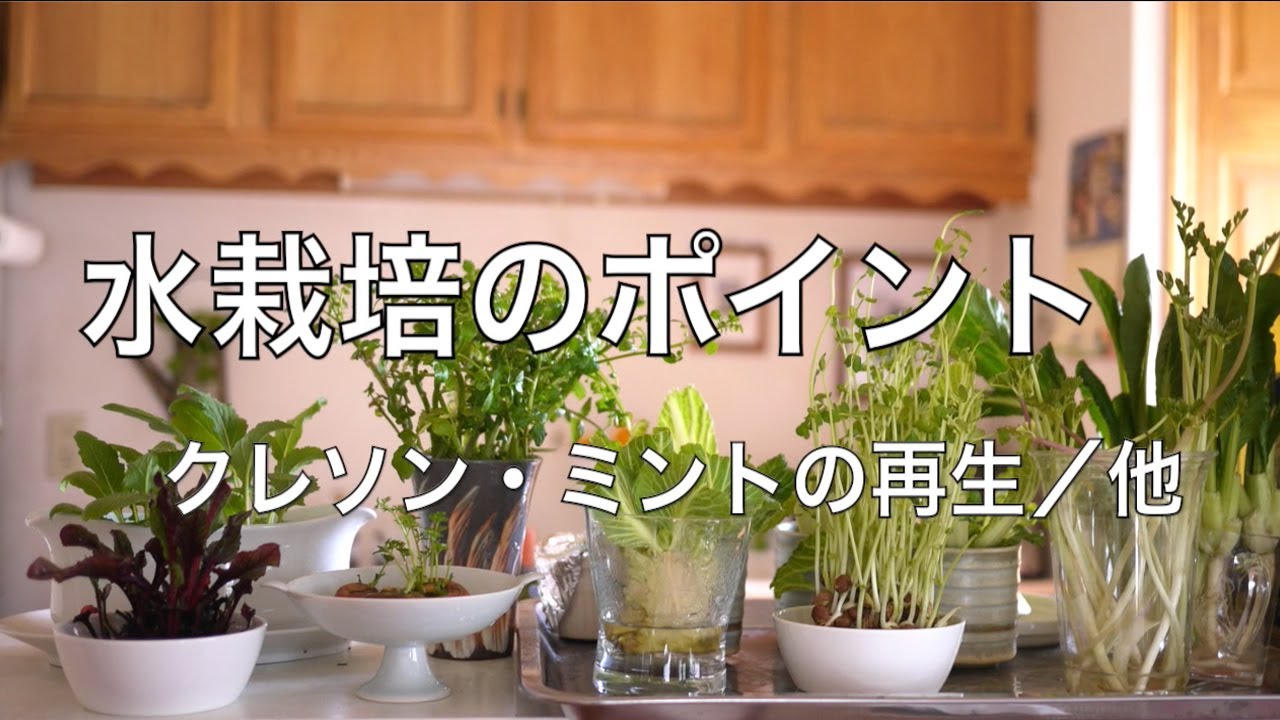 再生栽培 ３4 失敗しない水栽培 チンゲン菜 クレソン ミントの再生など冬のオススメハーブ Youtube