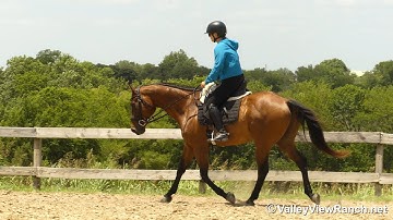 Frodo - mount, walk, trot, canter, transitions! - ValleyViewRanch.net