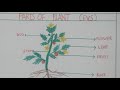 LEARN PARTS OF PLANT (EVS) FOR CLASS 1 