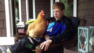 Mom says pet chicken saved her son who has autism