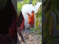 Chhath puja at manpur 2080ranjan sah vlogs 